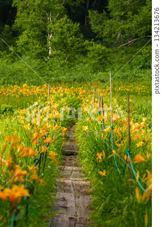 250712 長野縣茅野平北土布濕地的黃花菜 250712 長野縣茅野平北土布濕地的黃花菜 134213676