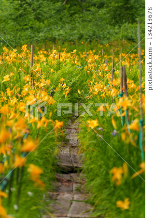 250712 Daylily in Kayanohirakita Dobu Marsh, Nagano Prefecture 134213678
