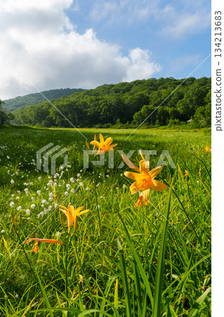 250712 Daylily in Kayanohirakita Dobu Marsh, Nagano Prefecture 250712 Daylily in Kayanohirakita Dobu Marsh, Nagano Prefecture 134213683