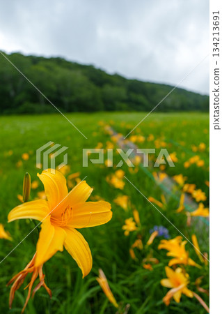 250712 Daylily in Kayanohirakita Dobu Marsh, Nagano Prefecture 250712 Daylily in Kayanohirakita Dobu Marsh, Nagano Prefecture 134213691