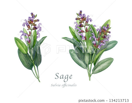 Sage herb set watercolor vintage illustration. Hand drawn salvia officinalis plant element. Realistic botanical sage organic plant. Natural salvia bunch, flowers and green leaves on white background 134213713