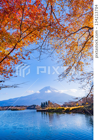 [Shizuoka Prefecture] Lake Tanuki in Autumn: Autumn leaves on the lakeside and Mount Fuji 134213784