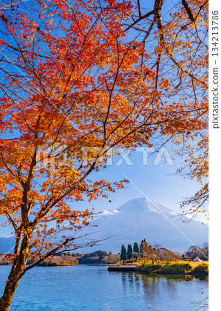 [Shizuoka Prefecture] Lake Tanuki in Autumn: Autumn leaves on the lakeside and Mount Fuji 134213786
