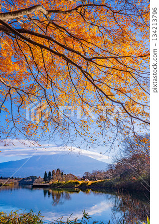 【靜岡縣】狸湖秋景：湖畔紅葉與富士山 134213796