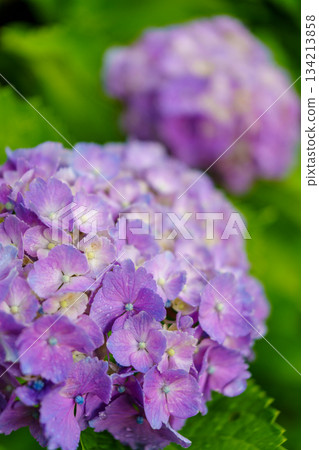 2500715 Tokamachi City Hydrangea Park 134213858
