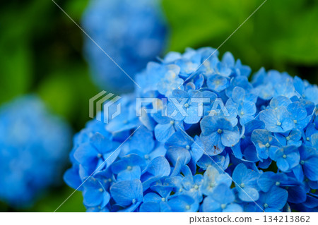2500715 Tokamachi City Hydrangea Park 134213862