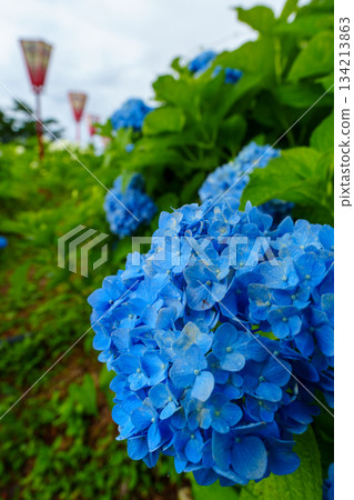 2500715 Tokamachi City Hydrangea Park 134213863