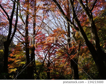 The autumn leaves of Kamakura's lion dance blend with the yellow of ginkgo trees The autumn leaves of Kamakura's lion dance blend with the yellow of ginkgo trees 134213880