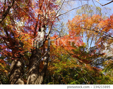 The autumn leaves of Kamakura's lion dance blend with the yellow of ginkgo trees The autumn leaves of Kamakura's lion dance blend with the yellow of ginkgo trees 134213895