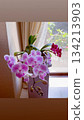 A cute mini Phalaenopsis orchid in full bloom on a windowsill 134213903