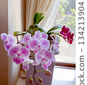 A cute mini Phalaenopsis orchid in full bloom on a windowsill 134213904