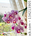 A cute mini Phalaenopsis orchid in full bloom on a windowsill 134213905