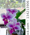 A cute mini Phalaenopsis orchid in full bloom on a windowsill 134213906