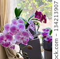 A cute mini Phalaenopsis orchid in full bloom on a windowsill 134213907