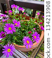Princess chrysanthemums blooming in a pot on the balcony 134213908
