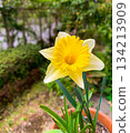 Yellow daffodils blooming on the balcony 134213909