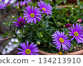 Princess chrysanthemums blooming in a pot on the balcony 134213910