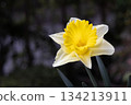 Bright yellow daffodils blooming on a balcony 134213911