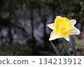 Yellow daffodils blooming on the balcony 134213912