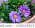 Princess chrysanthemums blooming in a pot on the balcony 134213913
