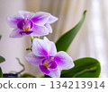 A cute mini Phalaenopsis orchid in full bloom on a windowsill 134213914