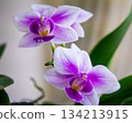 A cute mini Phalaenopsis orchid in full bloom on a windowsill 134213915