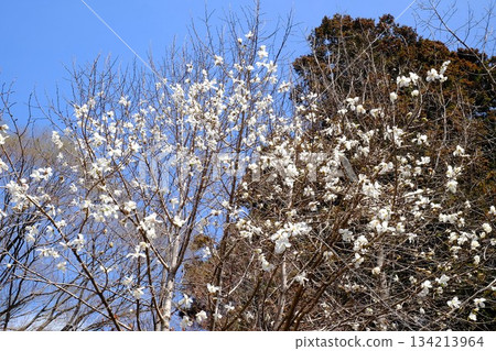 藍天下盛開的玉蘭花 [築井，相模原市，3月] 134213964