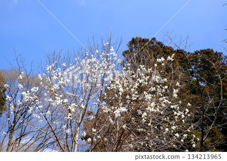 Magnolia flowers shining against the blue sky [Tsukui, Sagamihara City, March] 134213965