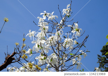 White magnolia flowers shining against the blue sky [Tsukui, Sagamihara City, March] 134213969