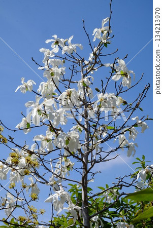藍天下盛開的玉蘭花 [築井，相模原市，3月] 134213970