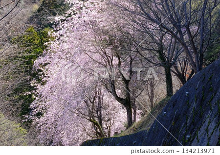 Weeping cherry blossoms blooming on the slope of a bank [Tsukui, Sagamihara City, April] 134213971