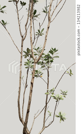 Original image green houseplant tree branches texture neutral pastel beige wall aesthetic background Original image green houseplant tree branches texture neutral pastel beige wall aesthetic background 134213982