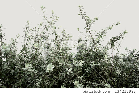 Organic photography neutral boho green houseplant botany pastel beige wall aesthetic background Organic photography neutral boho green houseplant botany pastel beige wall aesthetic background 134213983