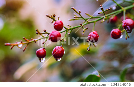 南天竹果實和水滴 3-1 南天竹果實和水滴 3-1 134214046