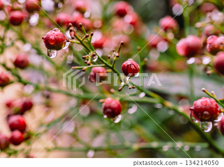 Nandina fruit and water drops 3-5 134214050