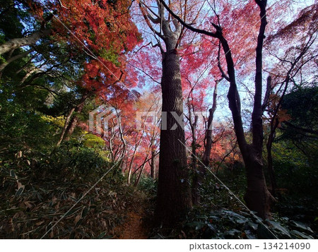 The lion dance scene in Kamakura, a bright red world where the yellow ginkgo trees have fallen and only maple leaves remain The lion dance scene in Kamakura, a bright red world where the yellow ginkgo trees have fallen and only maple leaves remain 134214090