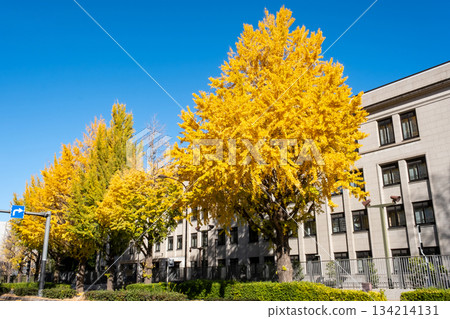 大樓旁的街道兩旁長著銀杏樹。 134214131