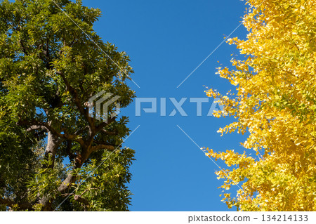 銀杏樹在蔚藍的天空中熠熠生輝 134214133