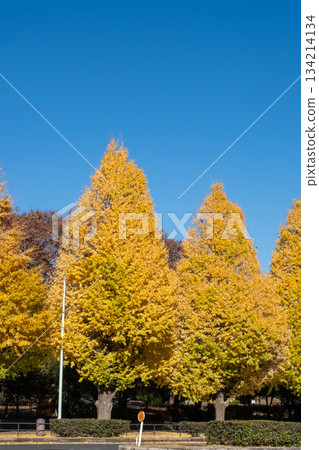 銀杏樹用黃色葉子排行 134214134