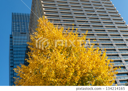 大樓旁的街道兩旁長著銀杏樹。 134214165