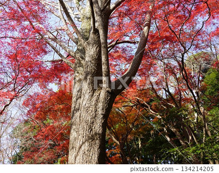 The lion dance scene in Kamakura, a bright red world where the yellow ginkgo trees have fallen and only maple leaves remain The lion dance scene in Kamakura, a bright red world where the yellow ginkgo trees have fallen and only maple leaves remain 134214205