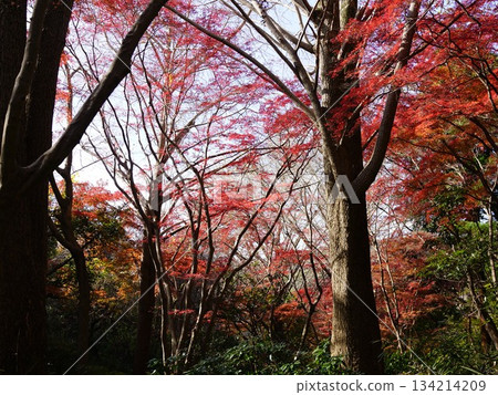 The lion dance scene in Kamakura, a bright red world where the yellow ginkgo trees have fallen and only maple leaves remain The lion dance scene in Kamakura, a bright red world where the yellow ginkgo trees have fallen and only maple leaves remain 134214209
