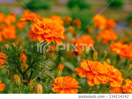 赤堀小菊村萬壽菊花 2-1 134214242