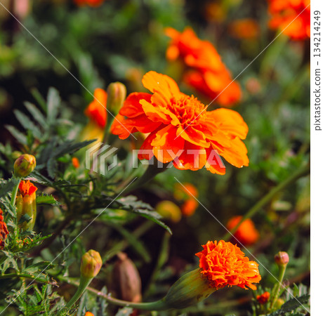 Akabori Kogiku Village Marigold Flowers 2-8 Akabori Kogiku Village Marigold Flowers 2-8 134214249