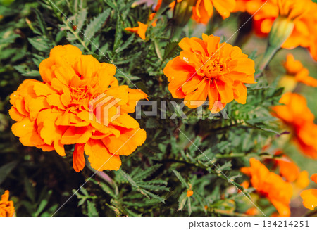 Akabori Kogiku Village Marigold Flowers 2-10 134214251