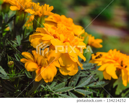 Akabori Kogiku Village Marigold Flowers 2-11 134214252