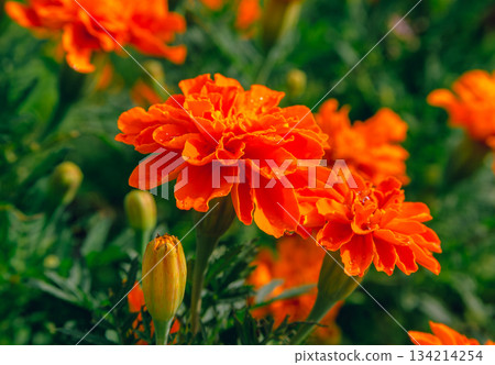 Akabori Kogiku Village Marigold Flowers 2-13 Akabori Kogiku Village Marigold Flowers 2-13 134214254