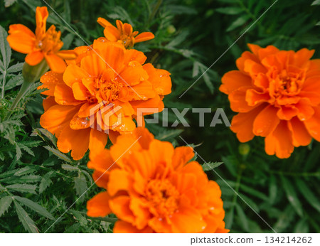 赤堀小菊村萬壽菊花 2-21 134214262