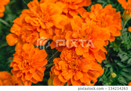 赤堀小菊村萬壽菊花 2-22 134214263