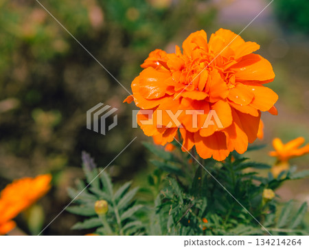 Akabori Kogiku Village Marigold Flowers 2-23 134214264